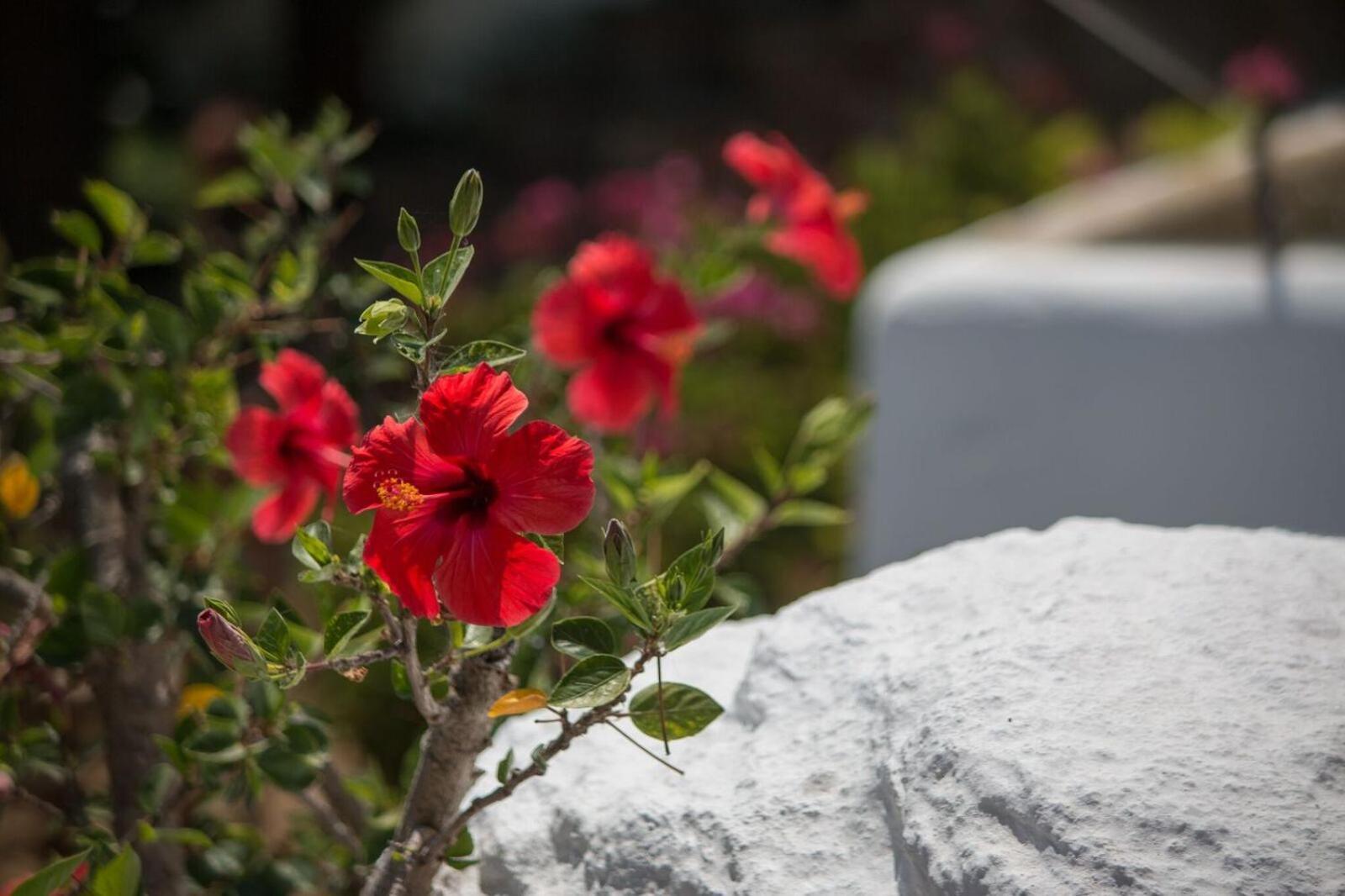 Sunrock Suites Stelida  Dış mekan fotoğraf
